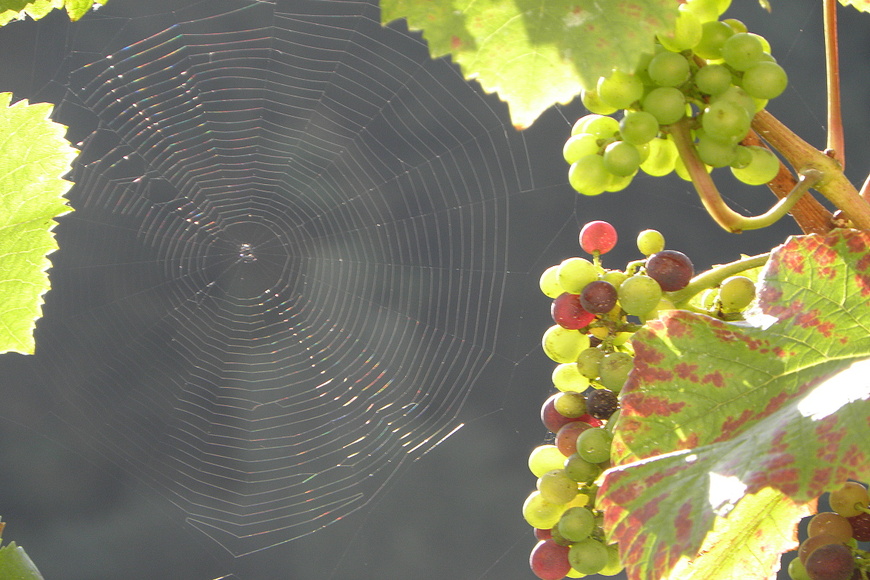 Vinarska cyklostezka